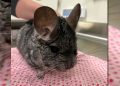 meet-twitch:-a-friendly-chinchilla-ready-for-adoption-–-wjon