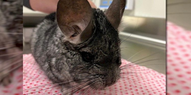 meet-twitch:-a-friendly-chinchilla-ready-for-adoption-–-wjon
