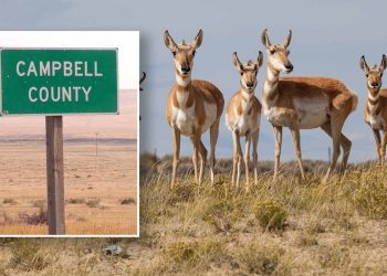 ‘no-permission,-just-shoot’:-instagram-videos-lead-to-wyoming-poaching-charges