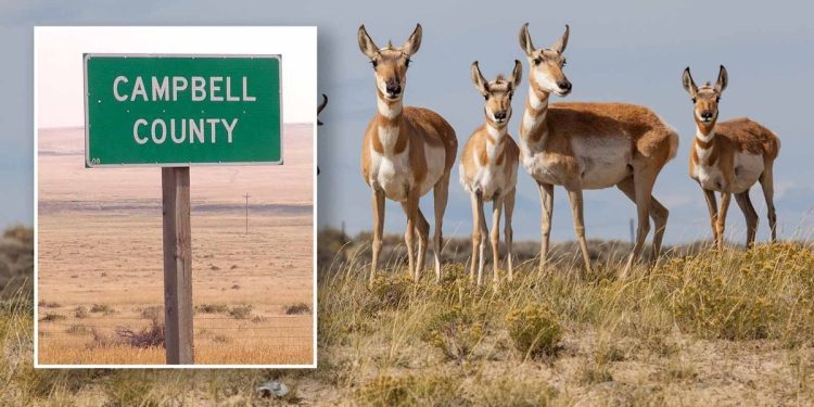 ‘no-permission,-just-shoot’:-instagram-videos-lead-to-wyoming-poaching-charges