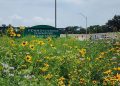 pennsylvania-turnpike-wants-to-turn-roadside-land-into-pollinator-habitat-–-spotlight-pa