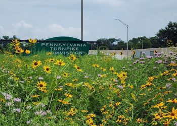 pennsylvania-turnpike-wants-to-turn-roadside-land-into-pollinator-habitat-–-spotlight-pa