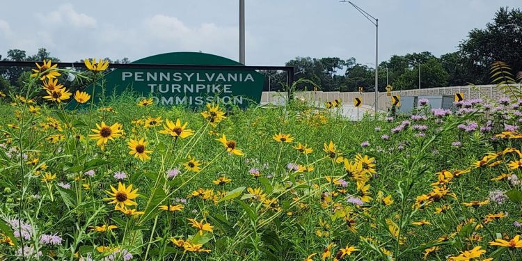 pennsylvania-turnpike-wants-to-turn-roadside-land-into-pollinator-habitat-–-spotlight-pa