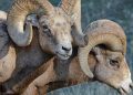 big,-bold-rams-in-rocky-mountain-national-park-|-estes-valley-spotlight-|-estesparknews.com