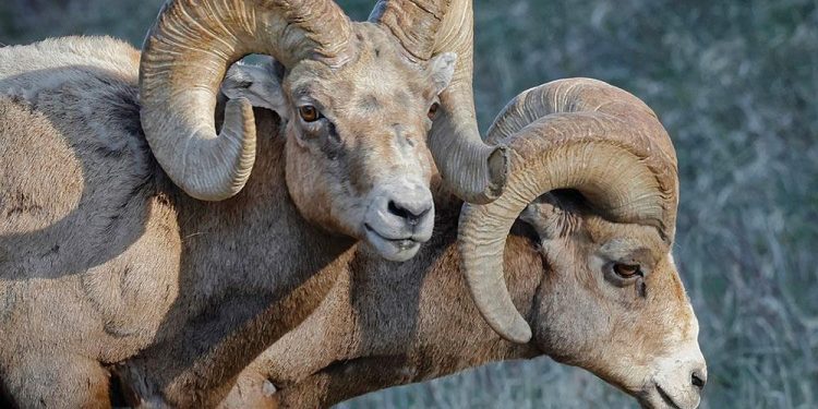 big,-bold-rams-in-rocky-mountain-national-park-|-estes-valley-spotlight-|-estesparknews.com