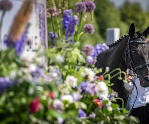 sale-preview:-goffs-london-sale-|-topics:-goffs-–-thoroughbred-racing-commentary