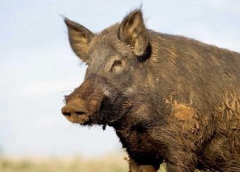 cousins-arrested-for-illegal-hog-hunting-after-abandoning-dog-on-private-ranch-–-villages-news.com