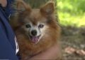 lost-pet-scam-targets-green-bay-dog-owner-on-facebook-–-wbay