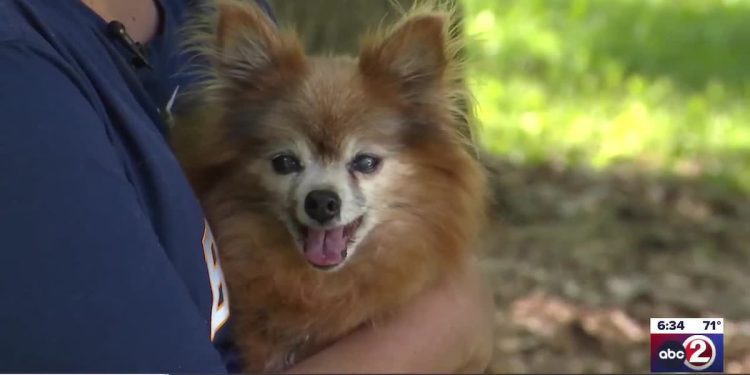 lost-pet-scam-targets-green-bay-dog-owner-on-facebook-–-wbay