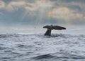 humpback-whale-watching-surges-in-brazil-where-population-has-grown-27-fold-since-…
