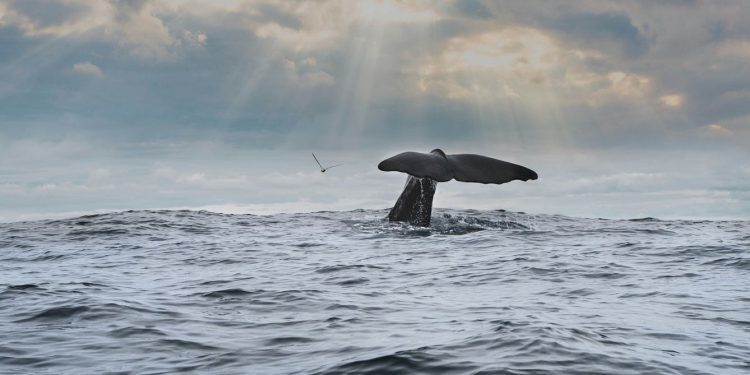 humpback-whale-watching-surges-in-brazil-where-population-has-grown-27-fold-since-…
