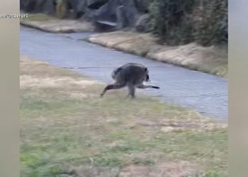 an-oddly-shaped-raccoon-named-‘jimothy’-has-taken-the-world-by-storm-–-kttc