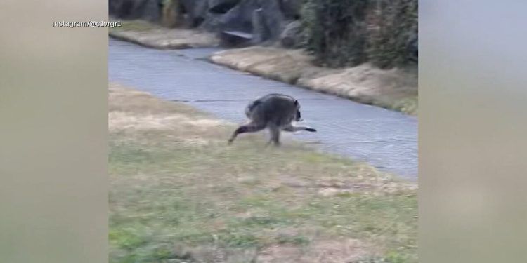 an-oddly-shaped-raccoon-named-‘jimothy’-has-taken-the-world-by-storm-–-kttc