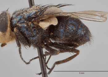 study-validates-more-trap-options-to-detect-new-world-screwworm-flies