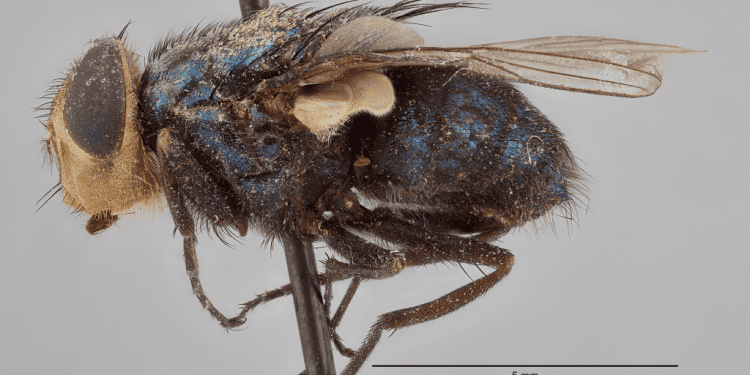 study-validates-more-trap-options-to-detect-new-world-screwworm-flies