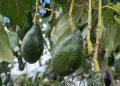 discovery-of-new-avocado-types-could-lead-to-more-superfood-choices-and-resilience