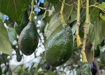 discovery-of-new-avocado-types-could-lead-to-more-superfood-choices-and-resilience