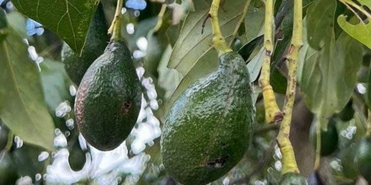 discovery-of-new-avocado-types-could-lead-to-more-superfood-choices-and-resilience