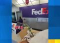 video:-live-iguana-stuns-workers-at-fedex-store-–-live-5-news