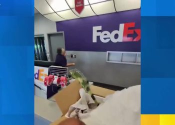 video:-live-iguana-stuns-workers-at-fedex-store-–-live-5-news