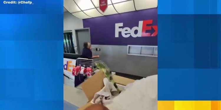 video:-live-iguana-stuns-workers-at-fedex-store-–-live-5-news