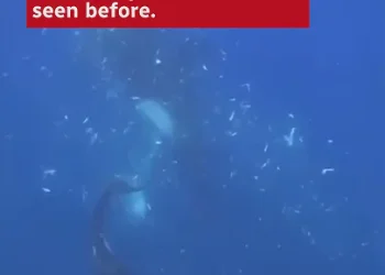 orcas-team-up-to-smash-dead-sunfish-until-they-explode-–-youtube