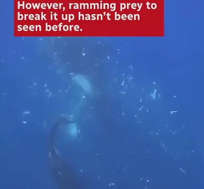 orcas-team-up-to-smash-dead-sunfish-until-they-explode-–-youtube