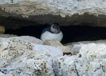 first-puffin-chick-in-30-years-spotted-emerging-from-cliffs-along-england’s-south-coast