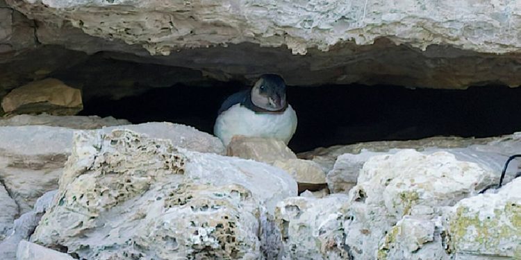 first-puffin-chick-in-30-years-spotted-emerging-from-cliffs-along-england’s-south-coast