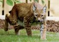 lynx-rescued-in-war-torn-ukraine-walks-on-grass-for-the-first-time-(watch)