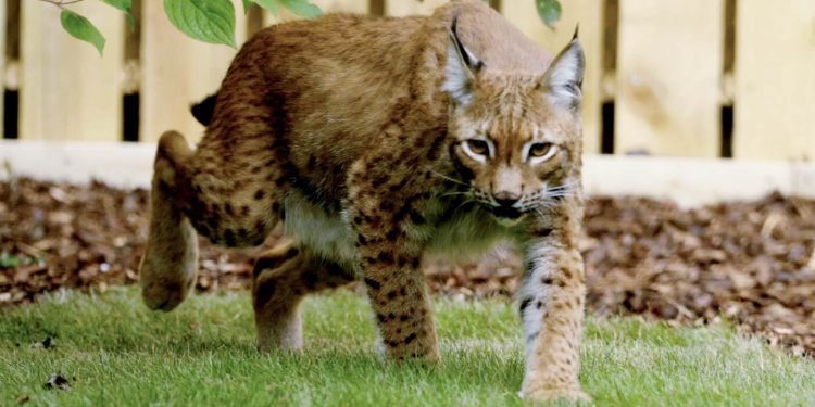 lynx-rescued-in-war-torn-ukraine-walks-on-grass-for-the-first-time-(watch)