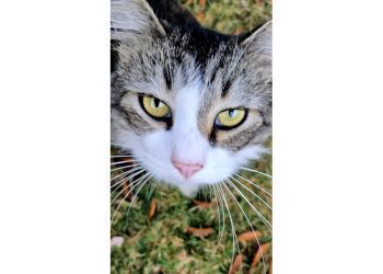 good-mews-and-an-ode-to-chonk-–-cobb-courier