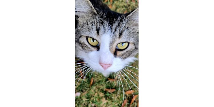 good-mews-and-an-ode-to-chonk-–-cobb-courier