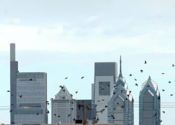philly’s-wayward-birds-are-landing-in-backyards,-facebook-groups,-and-vet-offices
