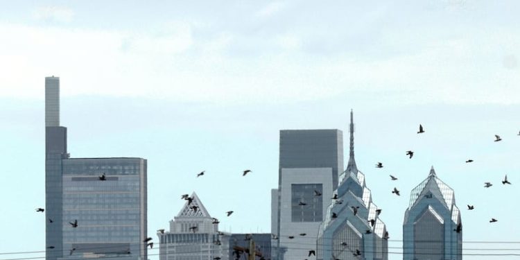 philly’s-wayward-birds-are-landing-in-backyards,-facebook-groups,-and-vet-offices