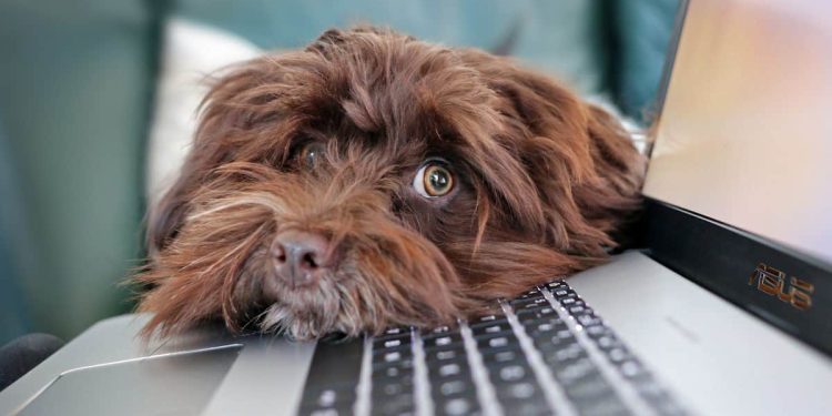 5-best-sites-to-buy-twitch-viewers-with-chatters-–-a-safe-buyer’s-guide-for-2027
