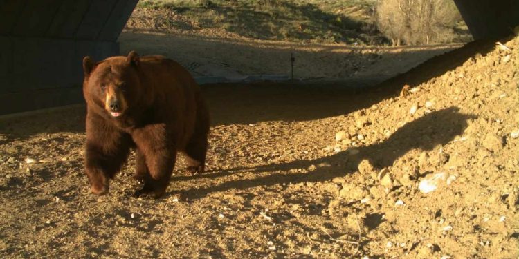 north-america’s-largest-wildlife-overpass-is-working:-animal-collisions-on-i-25-down-91%