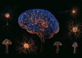psilocybin-replaces-lost-synapses-in-depressed-brains-–-neuroscience-news