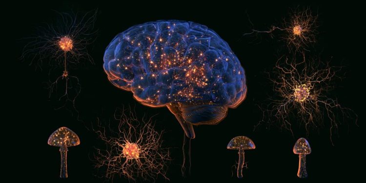 psilocybin-replaces-lost-synapses-in-depressed-brains-–-neuroscience-news